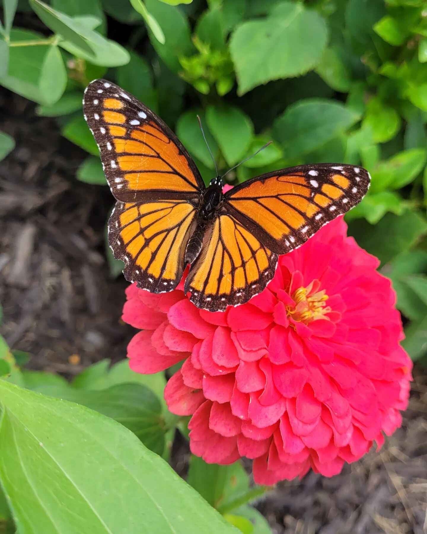 My organic gardens are always full of beautiful pollinators. 

#grandrapids #organicgardening #organicgardens #flowers #butterflies #butterfly #pollinatorgarden #pollinator #landscapedesigner #cottagegarden