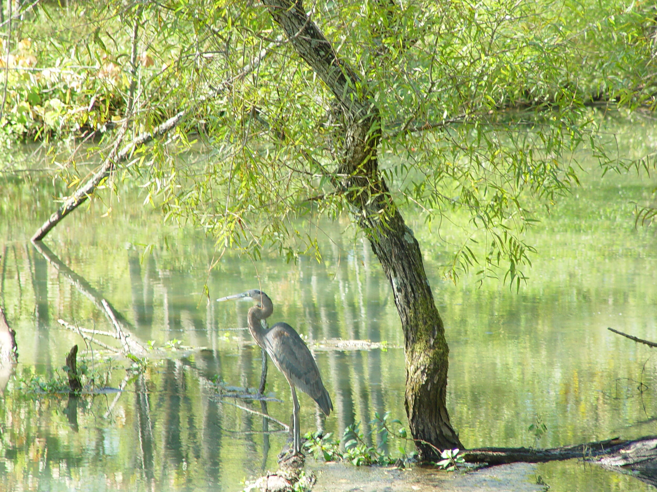 great blue heron.jpg