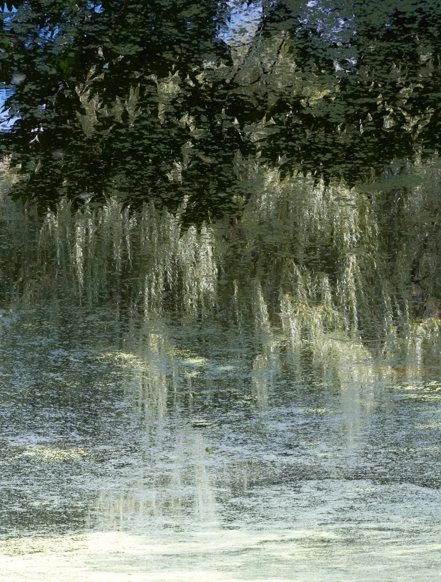 The+Pond+9.jpg
