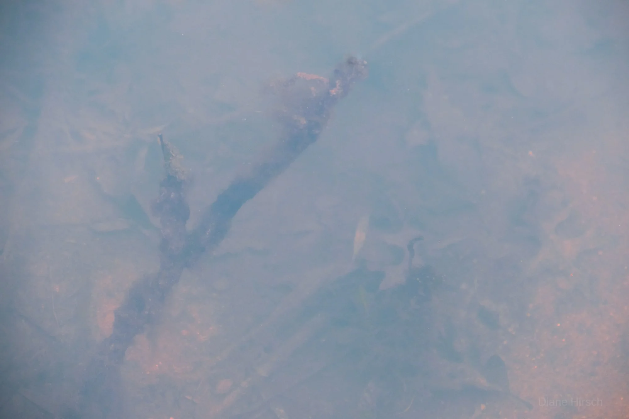 The Pond.jpg