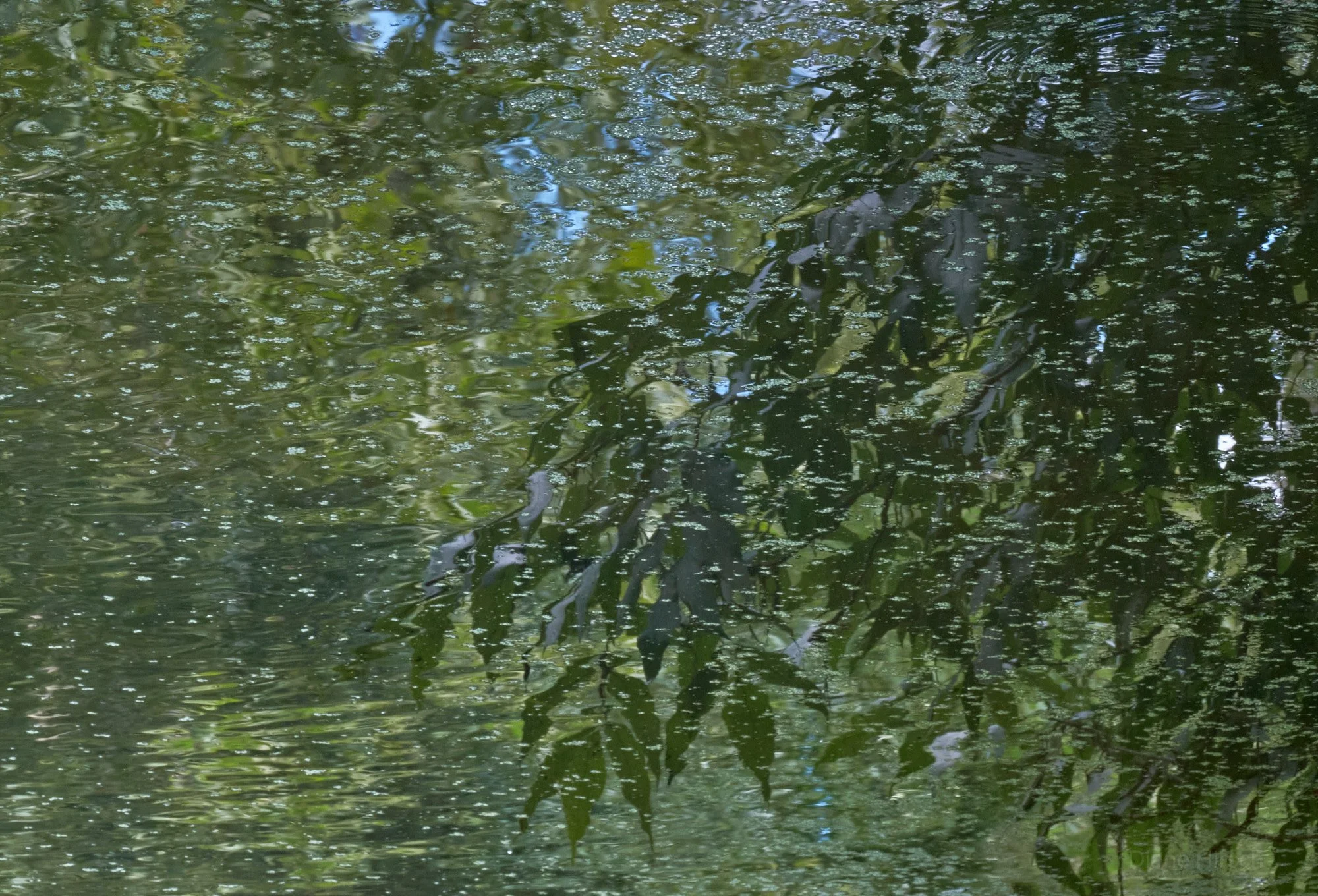 The Pond 8.jpg