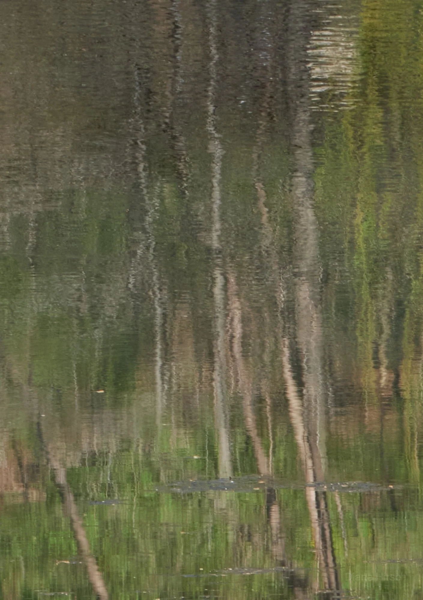 The Pond 5.jpg