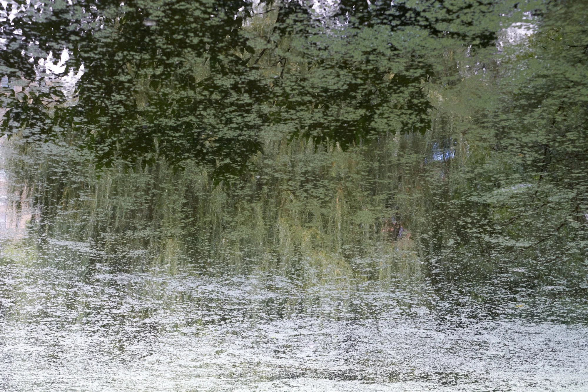 The Pond 6.jpg