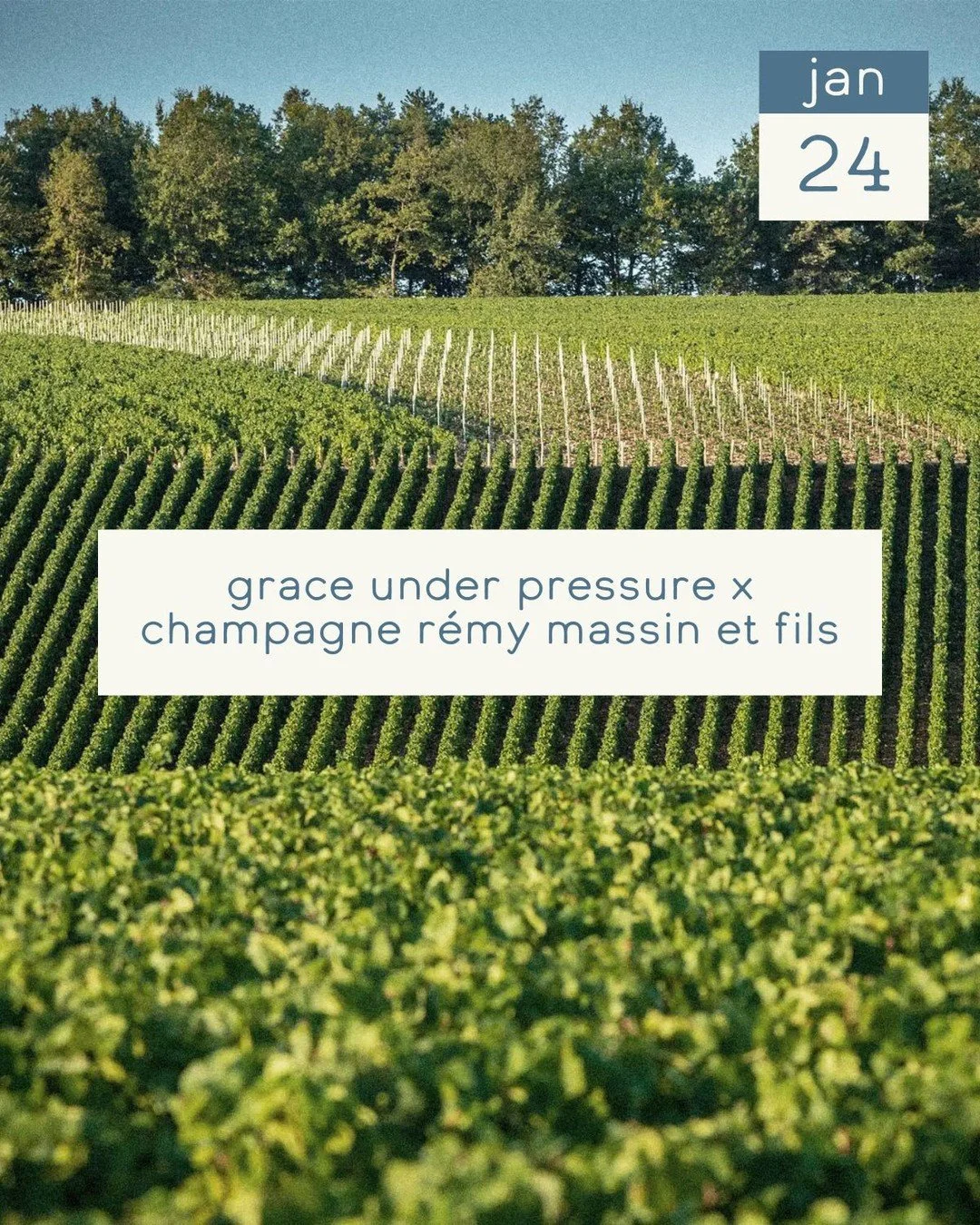 Next Saturday, January 24th, we welcome @champagneremymassinetfils, making its debut in the United States, for an intimate evening celebrating one of Champagne's quietly revered domaines.⁠
⁠
In collaboration with Christine Mercnik of @graceunderpress