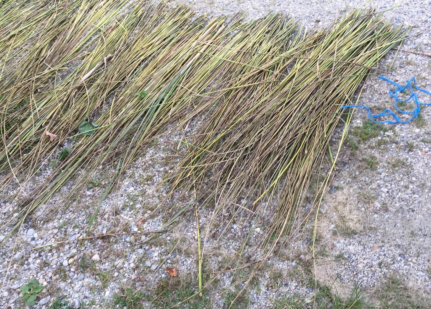Threads 1: Collecting Rushes/Cattails