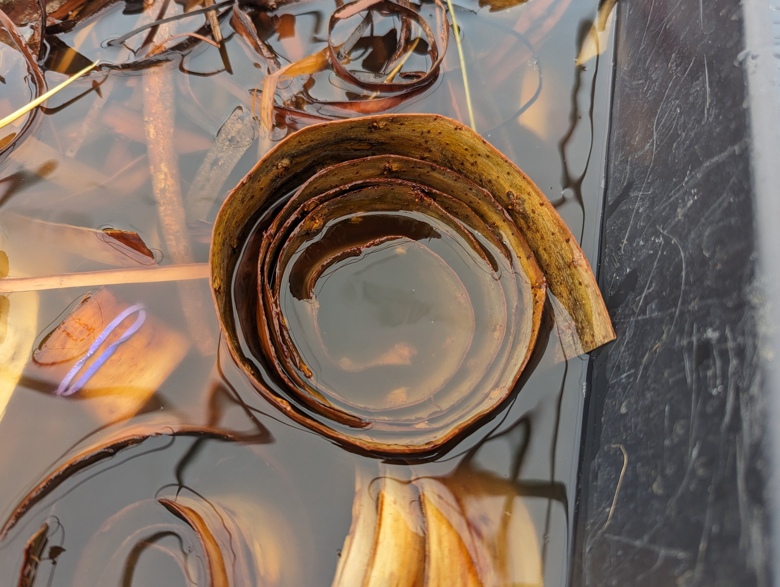 Agnes raw material bark.jpg