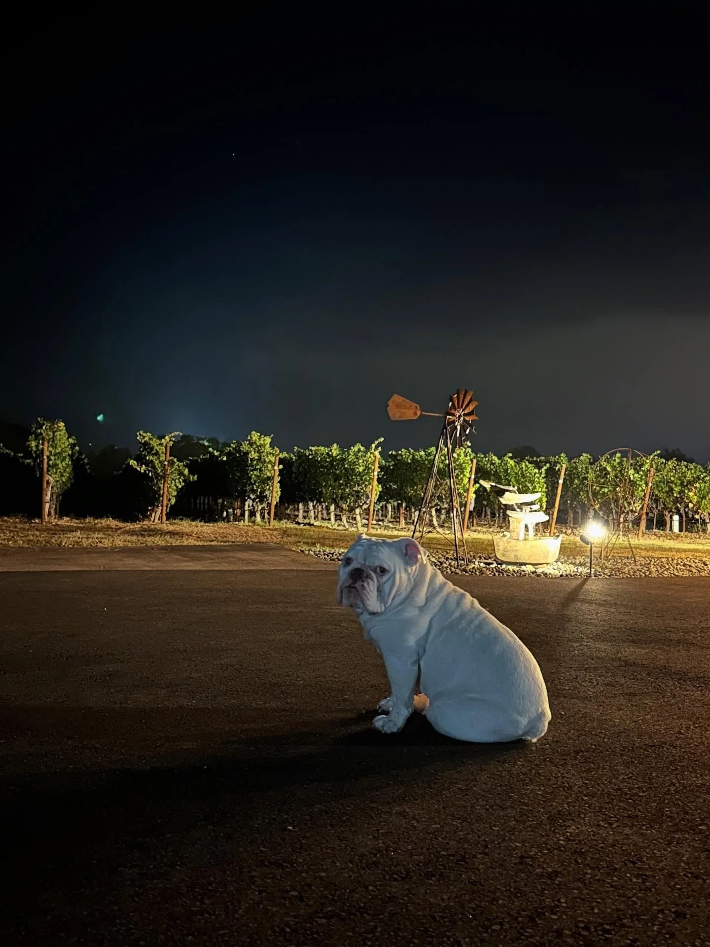 The vineyard next to ours is harvesting tonight.  Theo knows we are getting close! www.bulldogvineyards.com
#harvest #harvest2025 #okd #bulldogvineyards #napavalley #canernetsauvignon #bulldog #theo