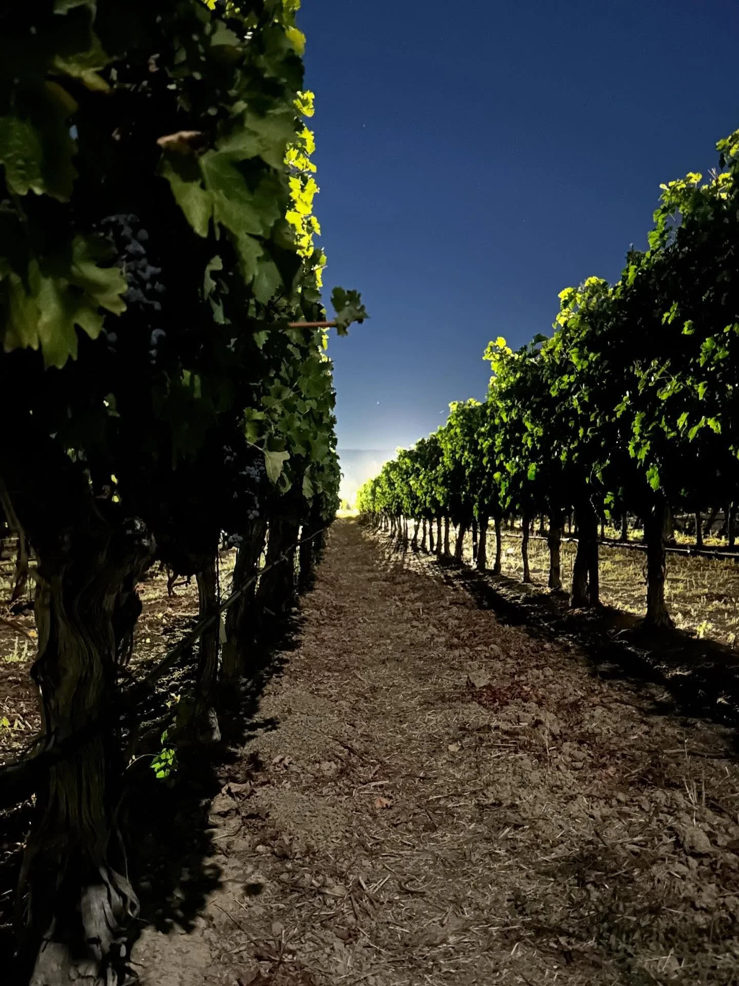 A few pictures from Bulldog harvest this morning.  www.bulldogvineyards.com
#harvest #okd #bulldogvineyards #napavalley