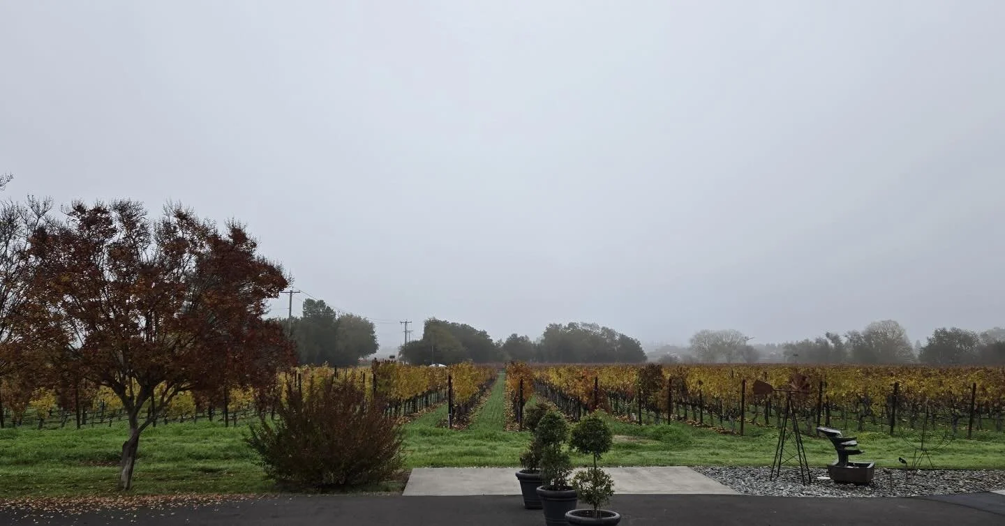 December view of Bulldog Vineyards. www.bulldogvineyards.com
#napavalley #bulldogvineyards #vineyards #okd #december #winecountry
