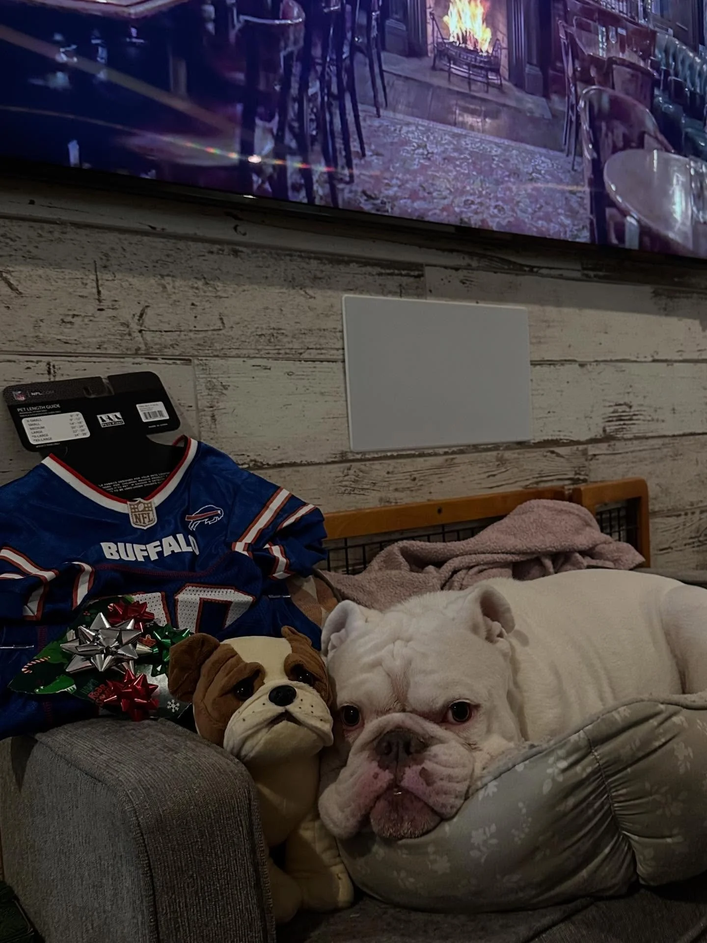 Theo got a Bills jersey for Christmas. Merry Christmas from Bulldog Vineyards and, Go Bills! www.bulldogvineyards.com 
#bulldogvineyards #bulldog #buffalo #buffalobills #nfl #napavalley #christmas #nfljersey #merrychristmas❤️