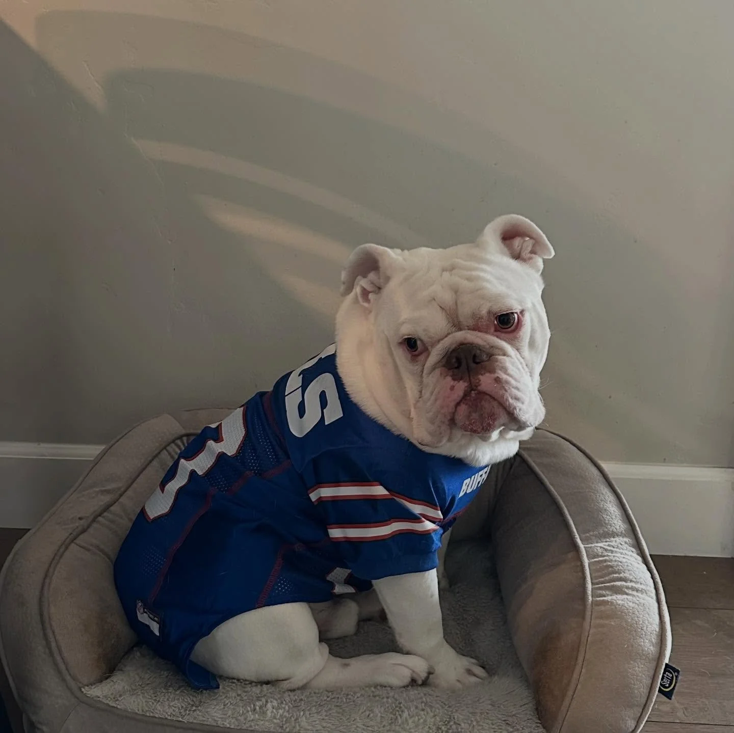 Theo is ready for the Bills game today.  What about this idea: &ldquo;Bulldog Vineyards&hellip; the official wine of the Buffalo Bills&rdquo;. Go Bills! 😎
#bulldog #bulldogvineyards #buffalo #buffalobills #wine #theo #nfl