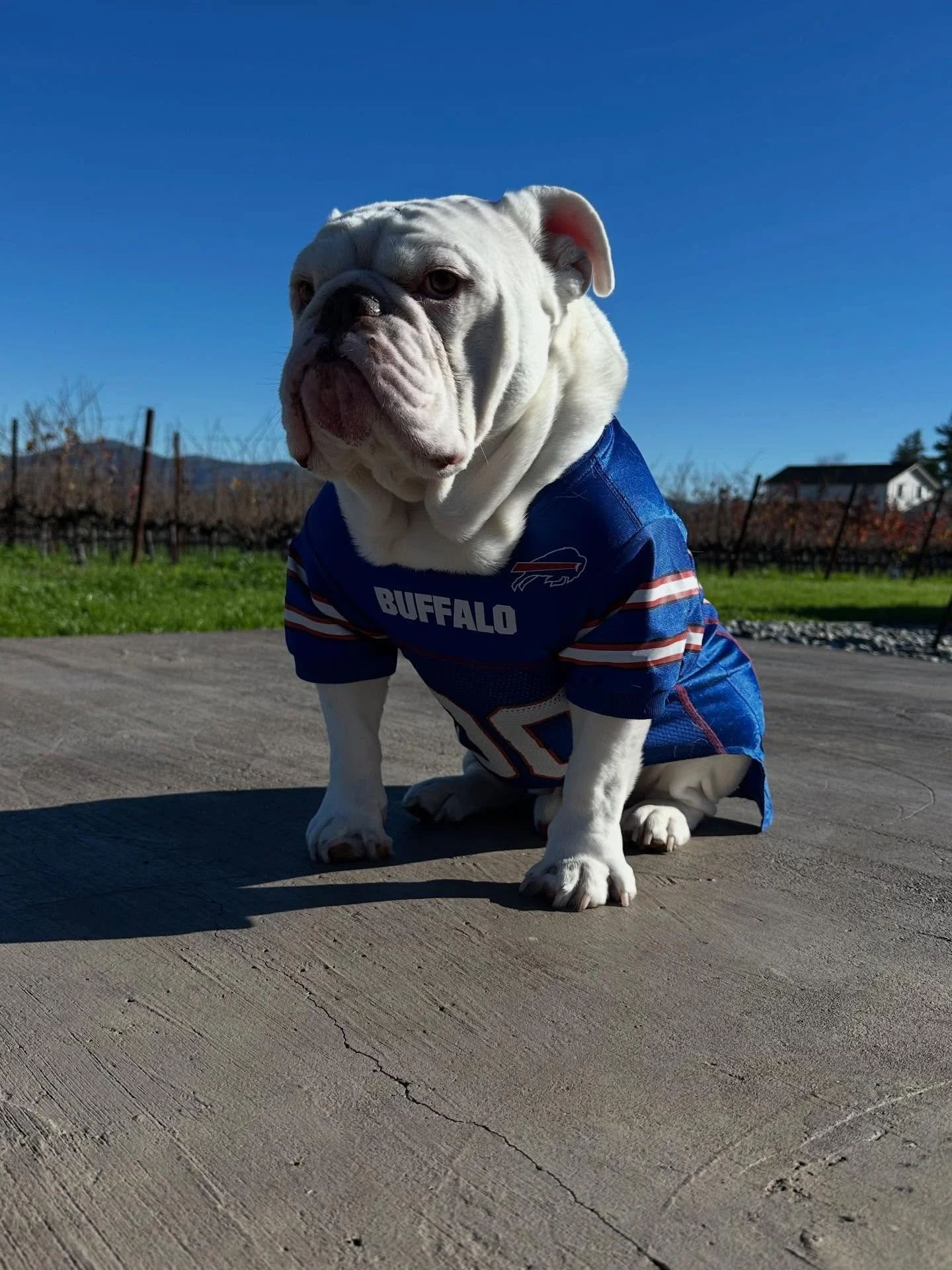 One more before game time: Let&rsquo;s go Buffalo- Go Bills!  www.bulldogvineyards.com
#bulldogvineyards #bills #billsmafia❤️💙 #buffalo #nfl #bulldog #bulldogsofinstagram #football #theo