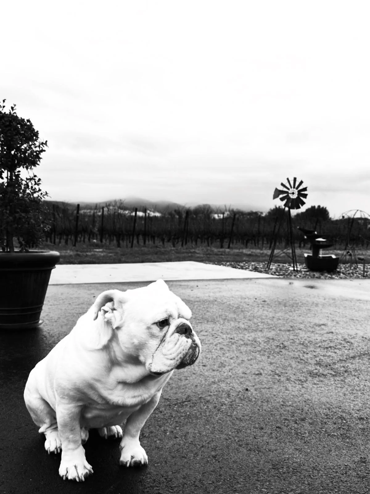Happy New Year! It&rsquo;s a cold wet day at Bulldog Vineyards - so cozy! www.bulldogVineyards.com
#happynewyear #happy2026 #bulldog #okd #bulldogvineyards #napavalley