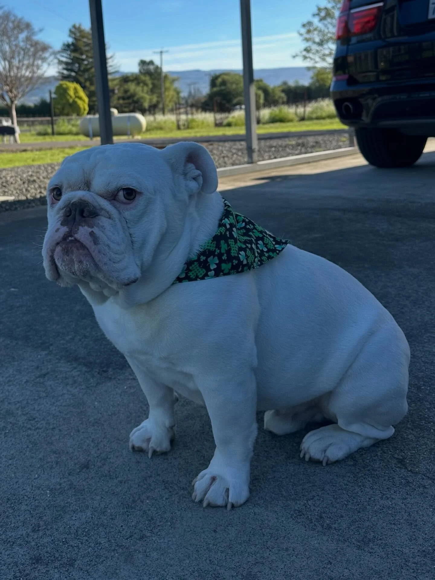 Happy St. Patrick&rsquo;s Day ☘️ www.bulldogvineyards.com
#stpatricksday☘️ #bulldogvineyards #napavalley #theo