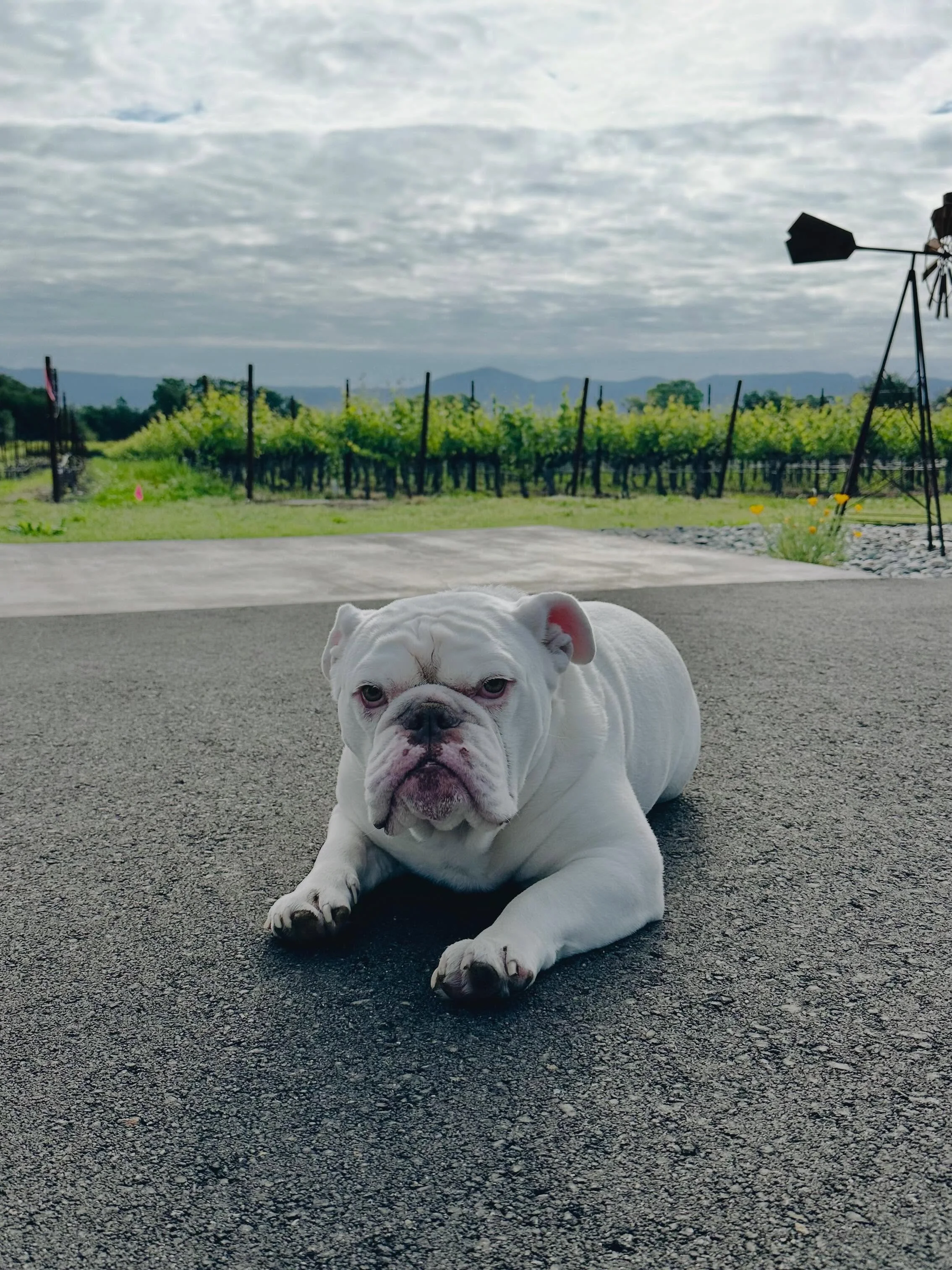 Happy 7th birthday Thelonious! Here are annual pictures of Theo beginning the day he arrived at Bulldog Vineyards.  www.BulldogVineyards.com
#theo #napavalley #bulldogvineyards #birthday #bulldog