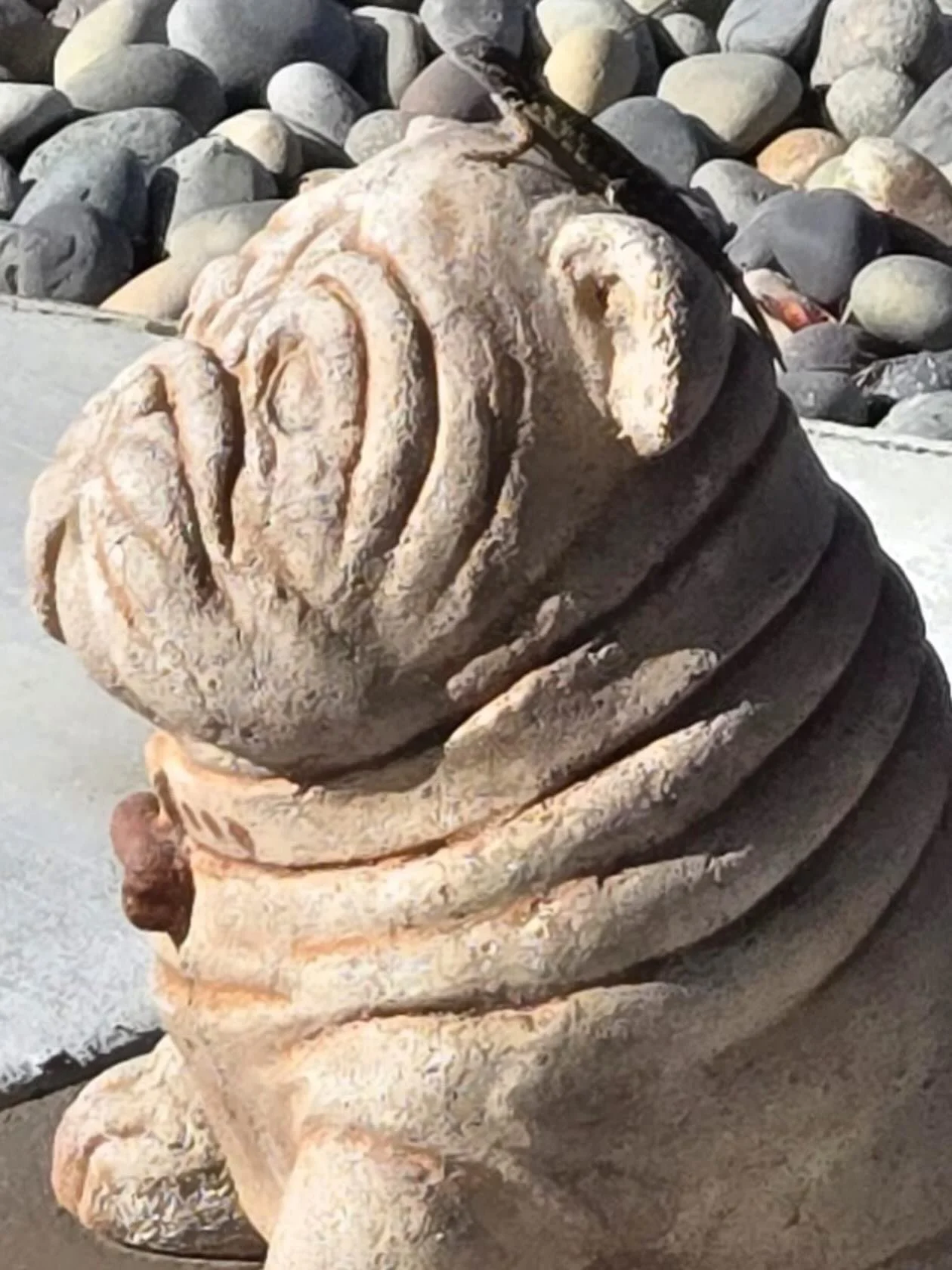 Look at what crawled up on our Pippa statue! www.bulldogvineyards.com
#lizzard #bulldog #napavalley #bulldogvineyards #statute