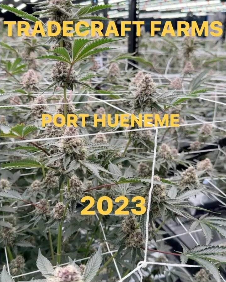 New Year MORE Growth all 2023!!🥂
&bull; Check out our grow room &amp; ask about our strain of the week 🤫 

#friendsfamilyfarms #elevateyourcraft #homegrown