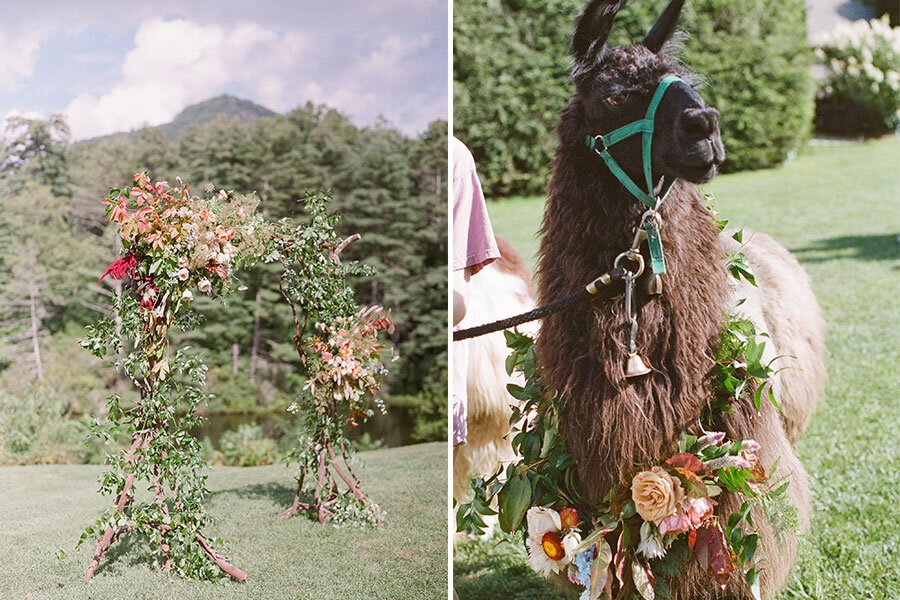 High-Hampton-Inn-Wedding-Ceremony-with-Llamas.jpeg