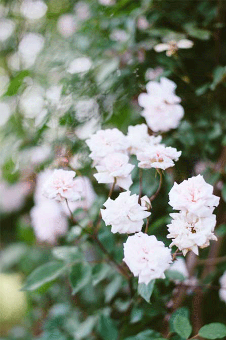 Biltmore-Estate-Garden-Flowers_Rachael-McIntosh-Photography.png