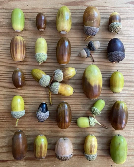Acorn Choir: The Earth Says