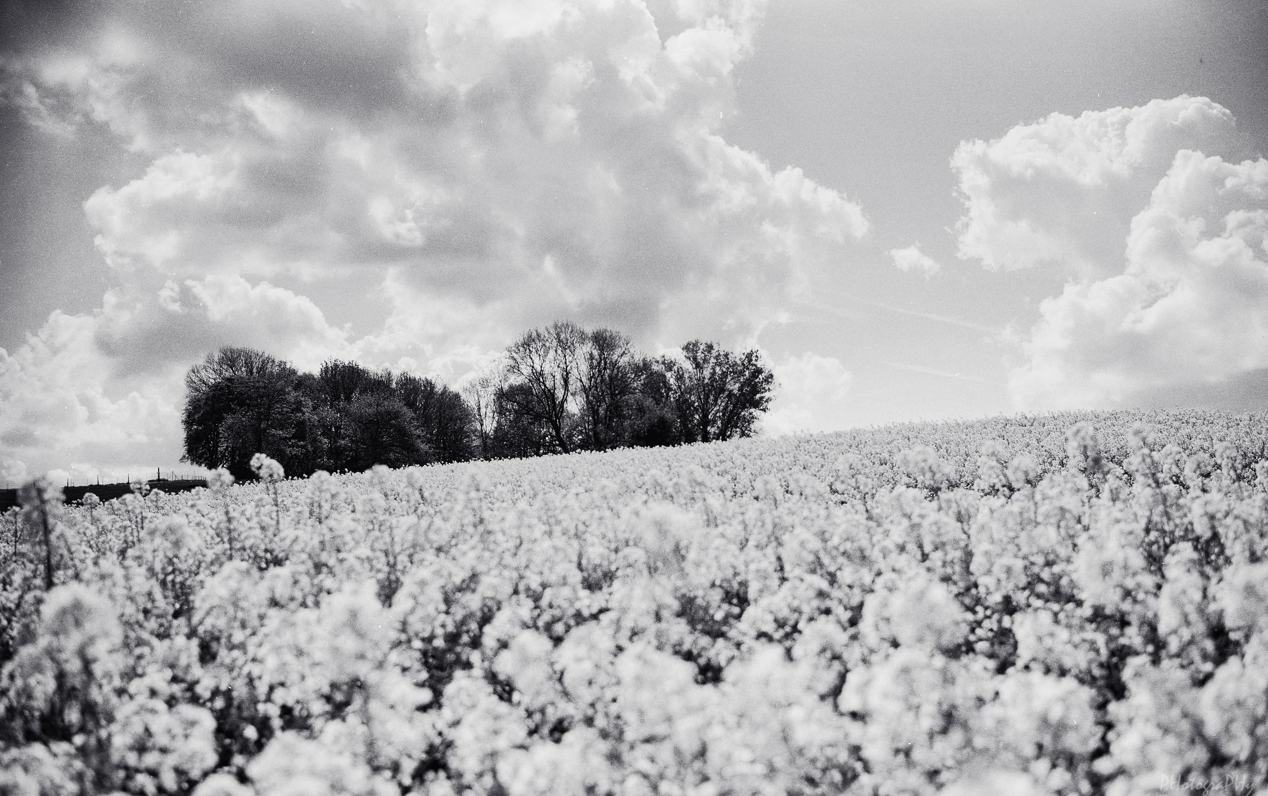 Westfront_Acros_II_Leica_M4_41.jpg