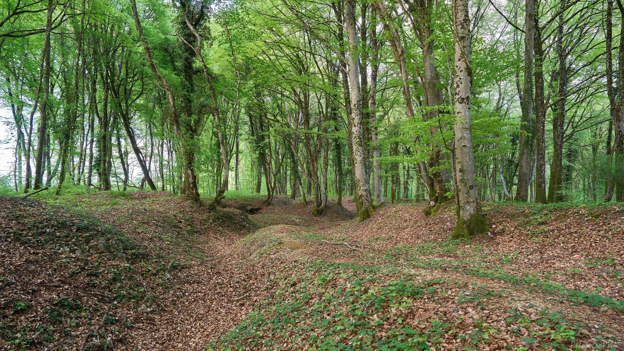 DSC00470.jpg
