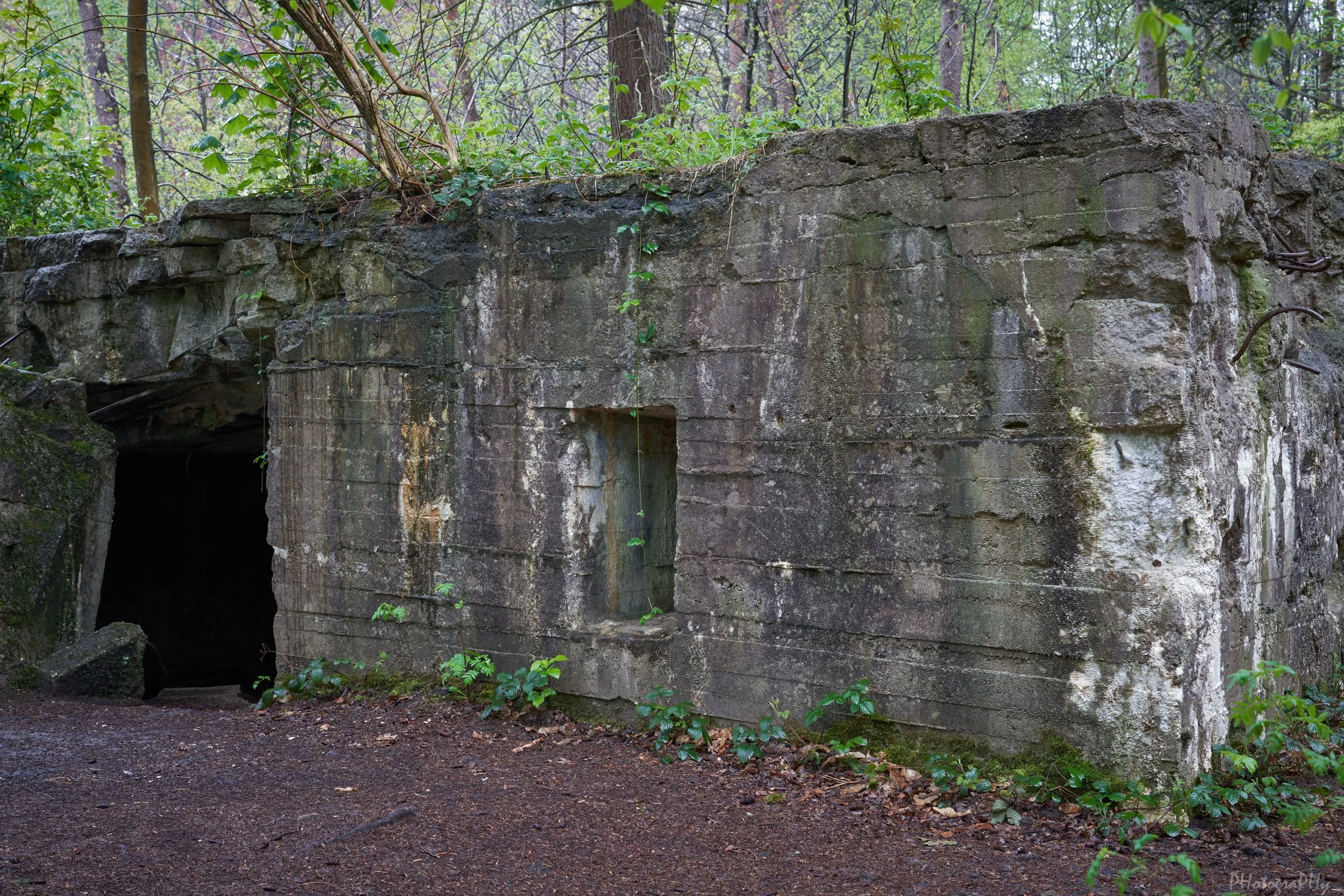 DSC00101.jpg