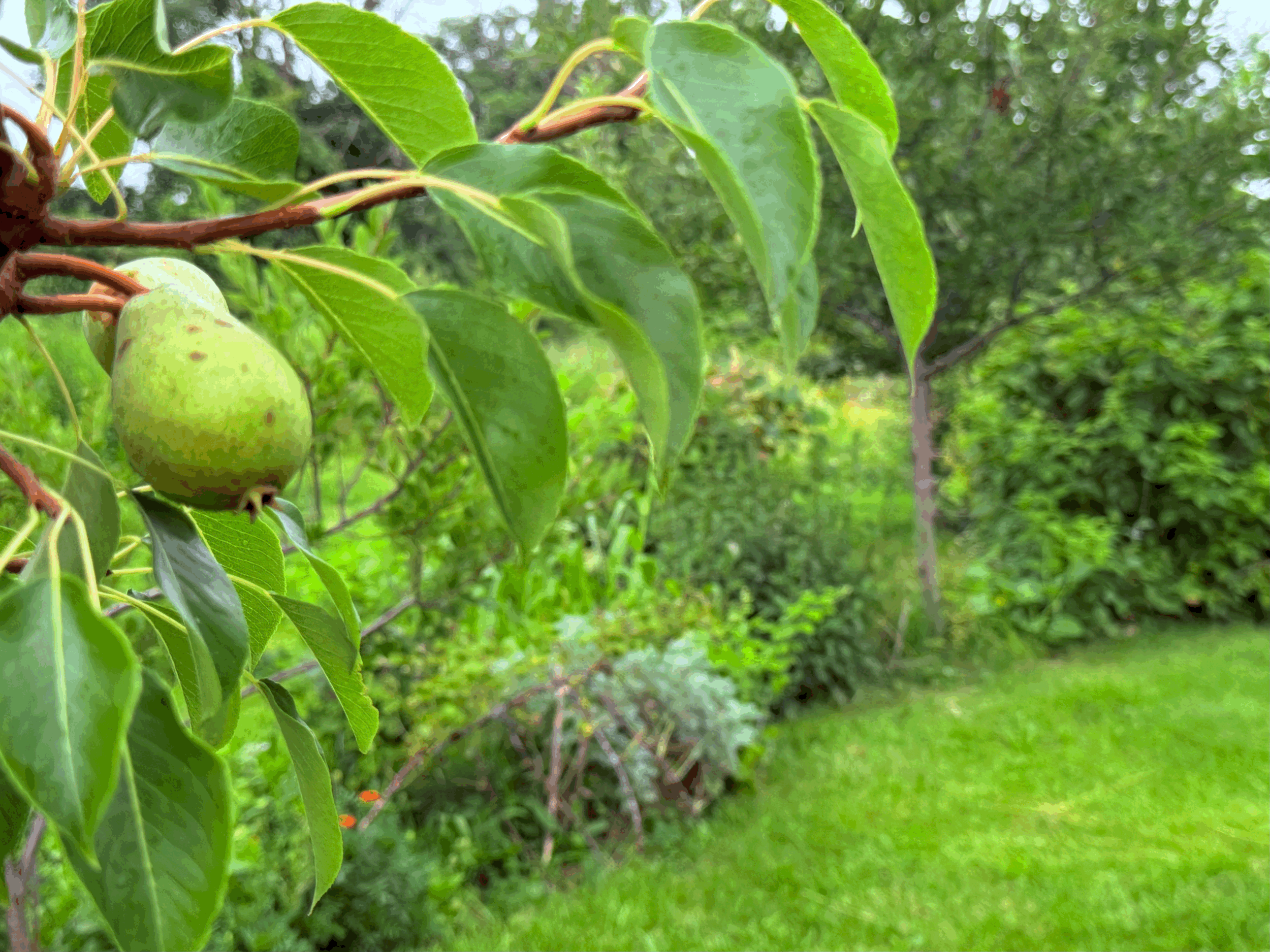 Permaculture and Natural Farming: Theory and Practice Part II