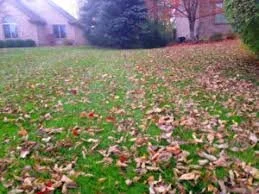 Granular Fertilizer &amp; Leaves: What You Need to Know