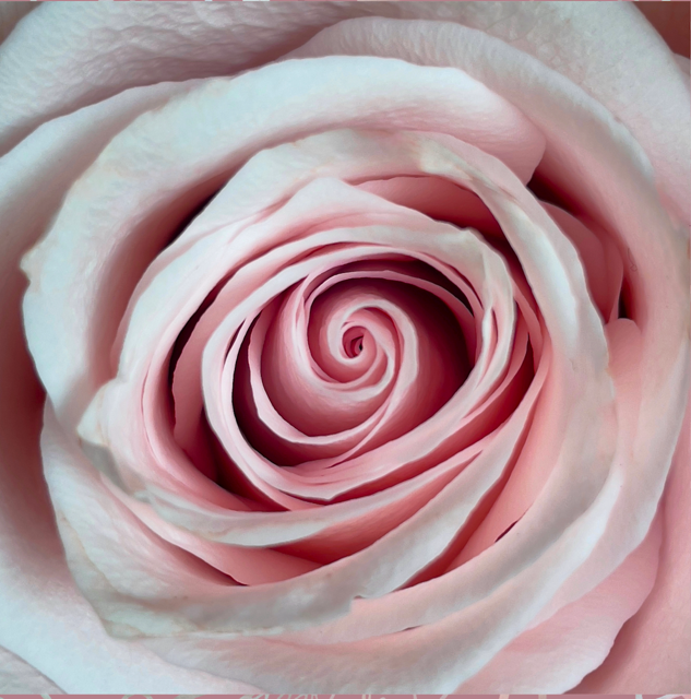 Lynn's Rose made from.png