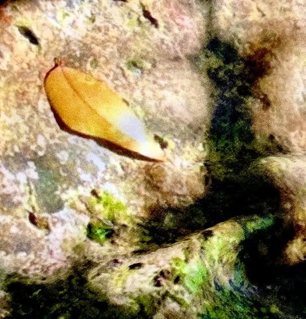 Morikami detail 2.jpg
