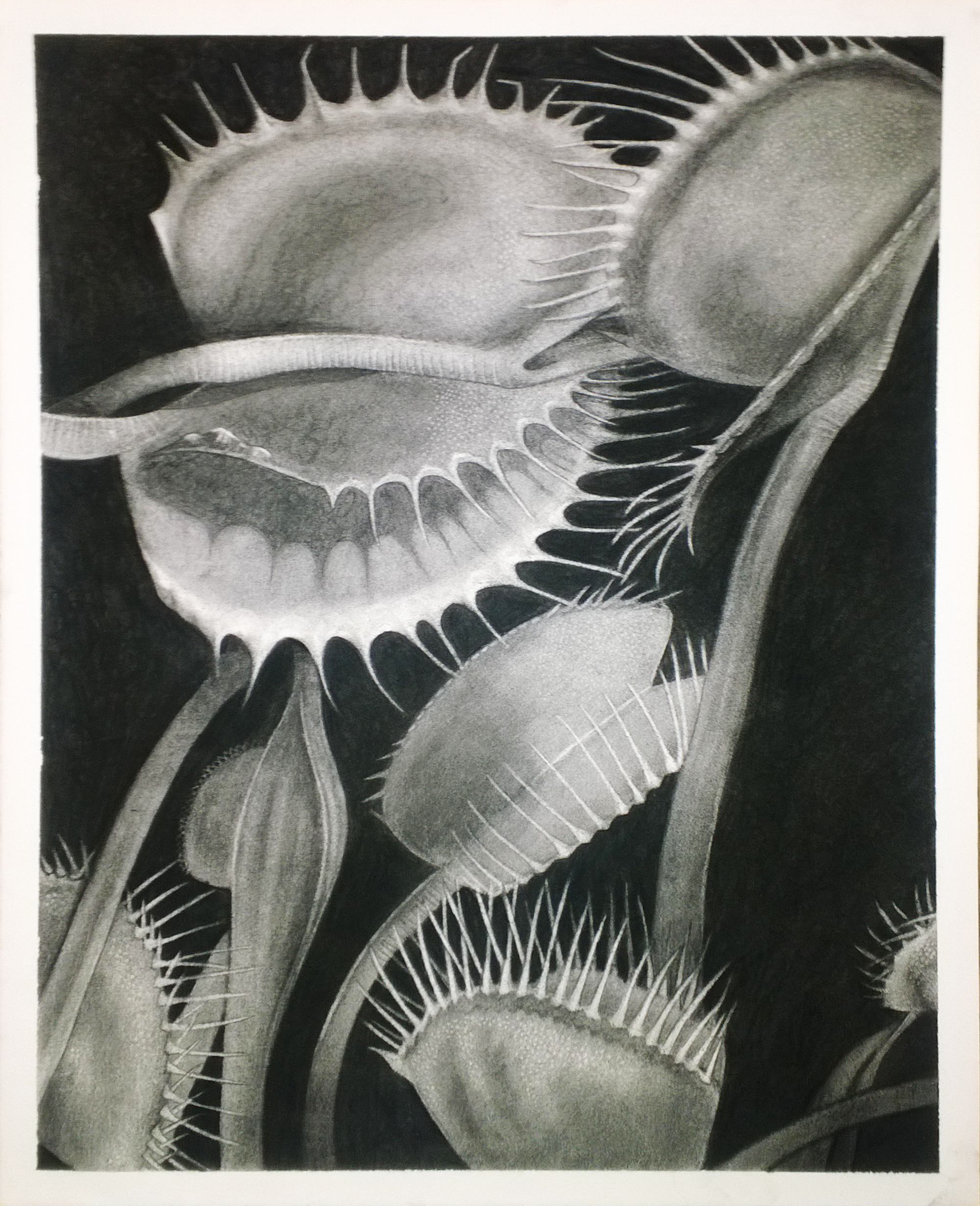 Venus flytrap - charcoal