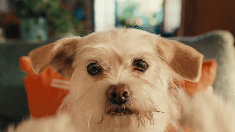doggy-ezgif.com-video-to-gif-converter.gif