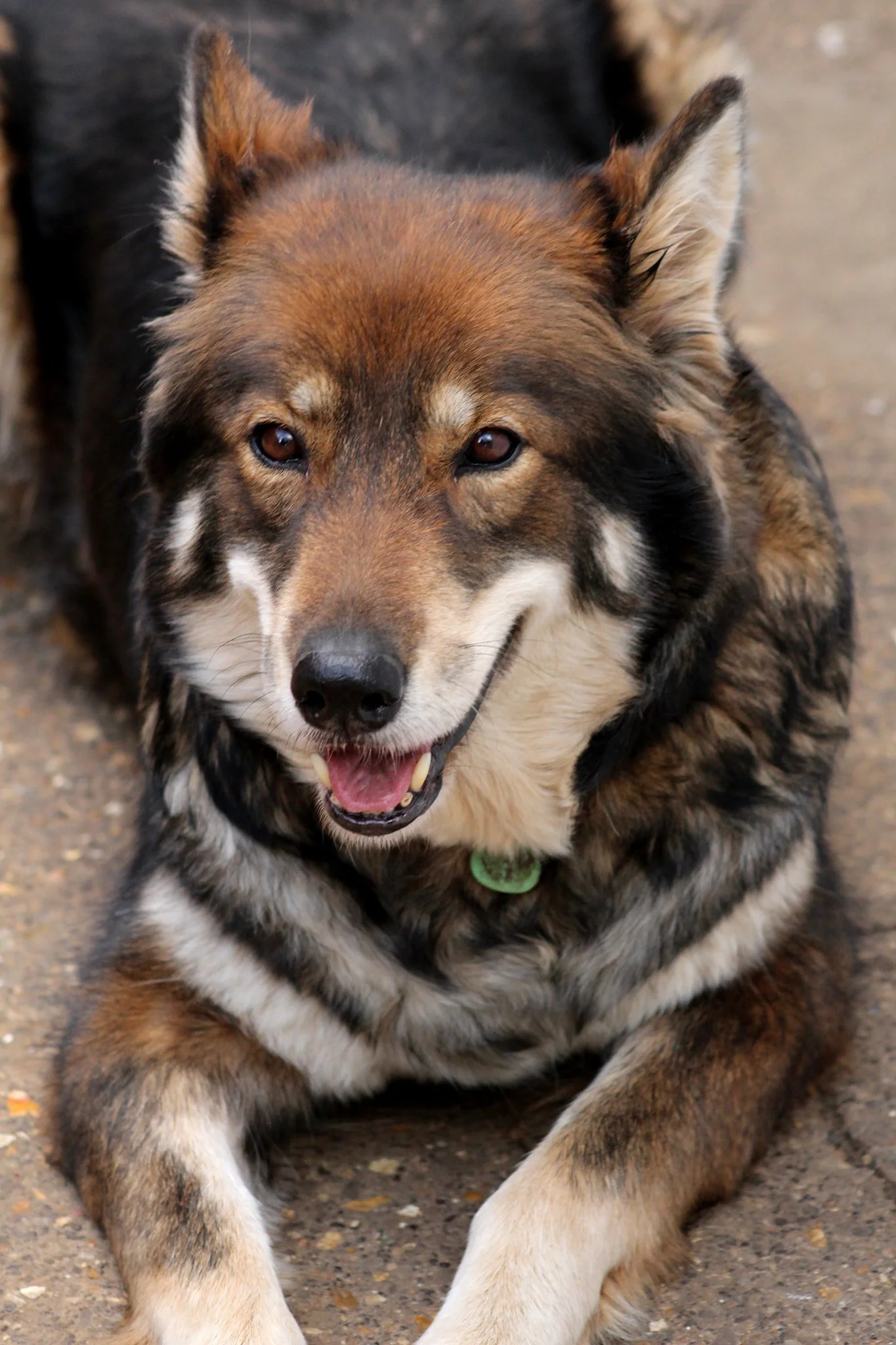 Cute Black Tamaskan Dog Dog Breed Tamaskan Dog Adoption Wolfdog