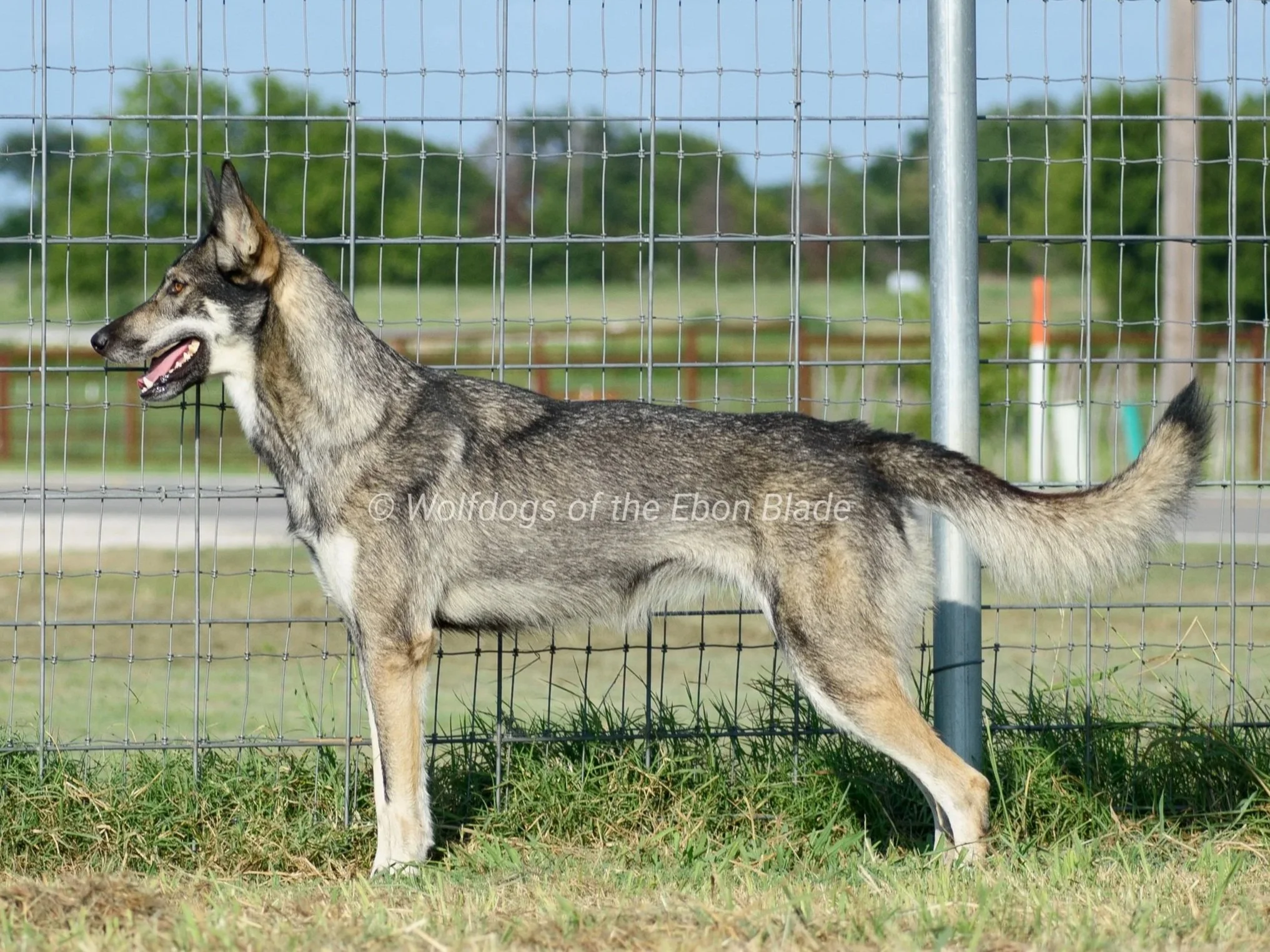 DSC_0631[1].jpg