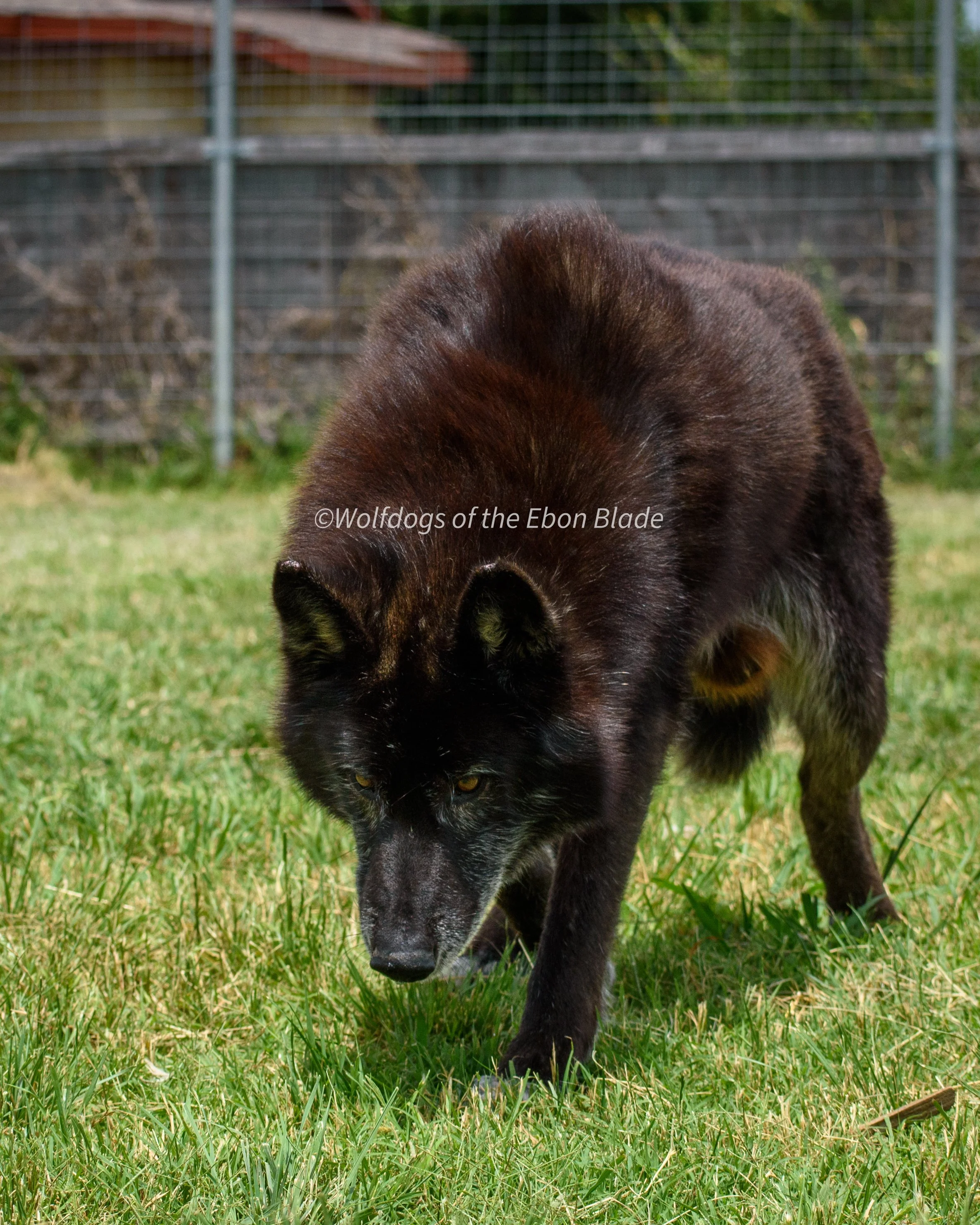 DSC_0264.jpg