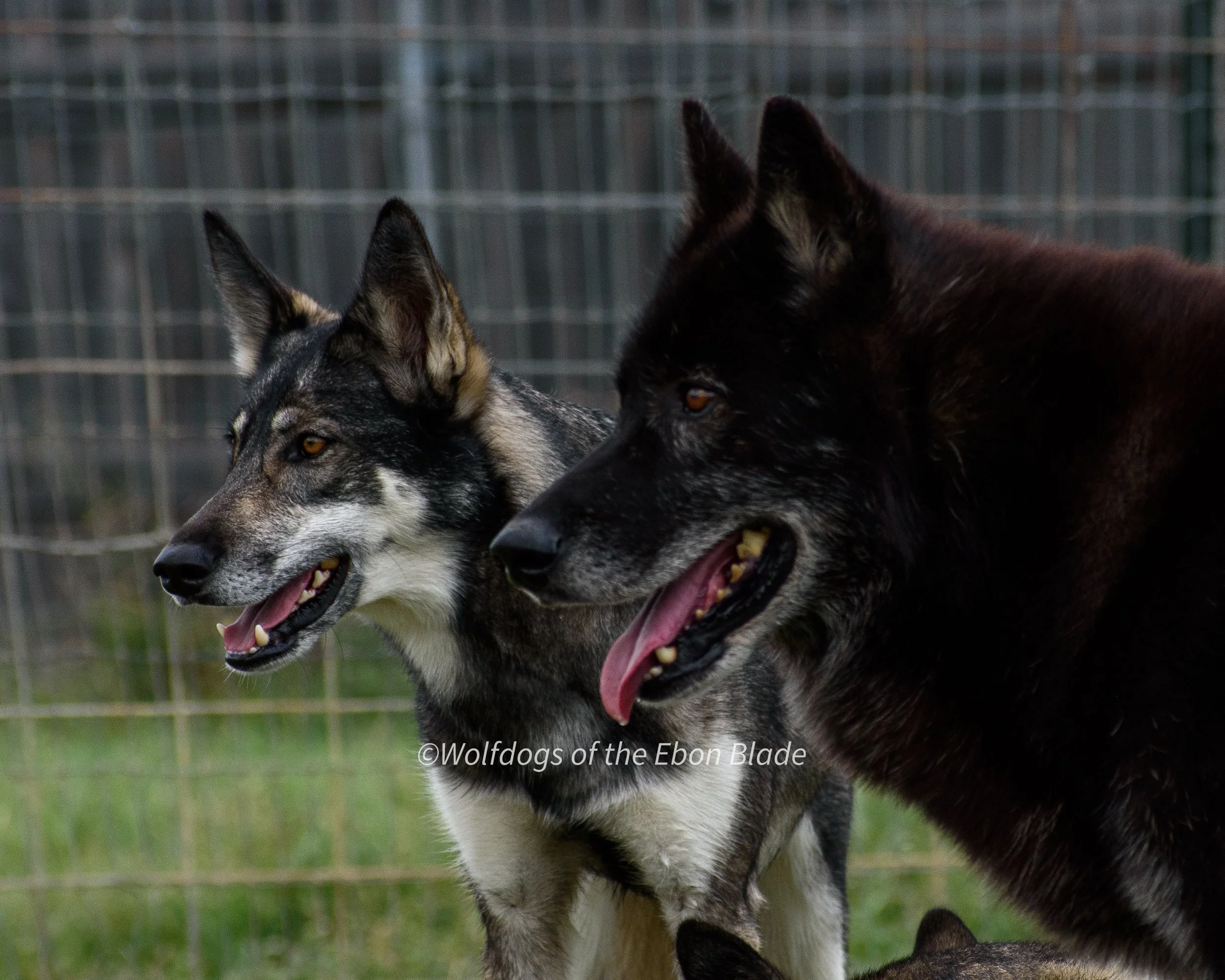 DSC_0087.jpg
