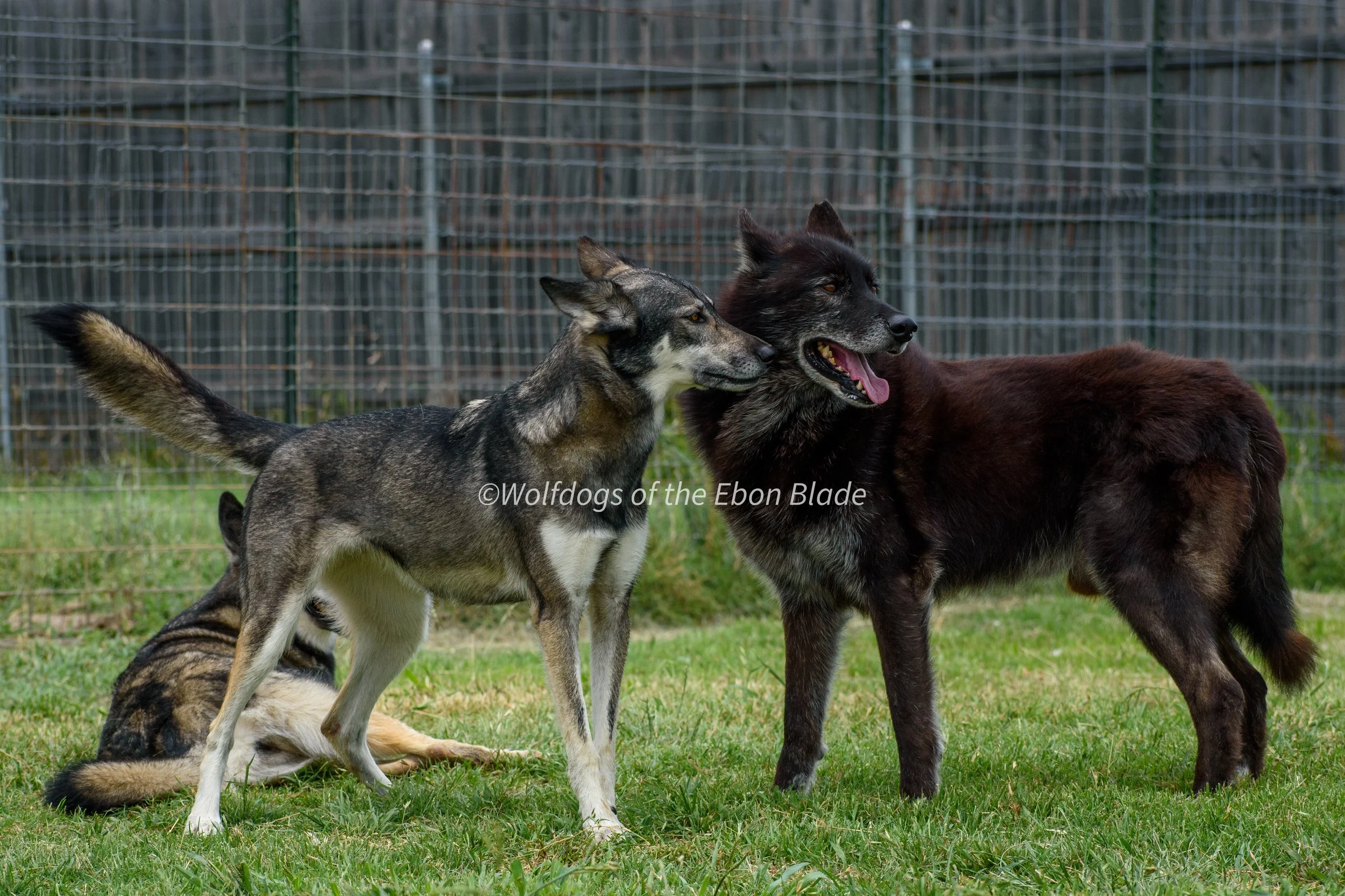 DSC_0066.jpg