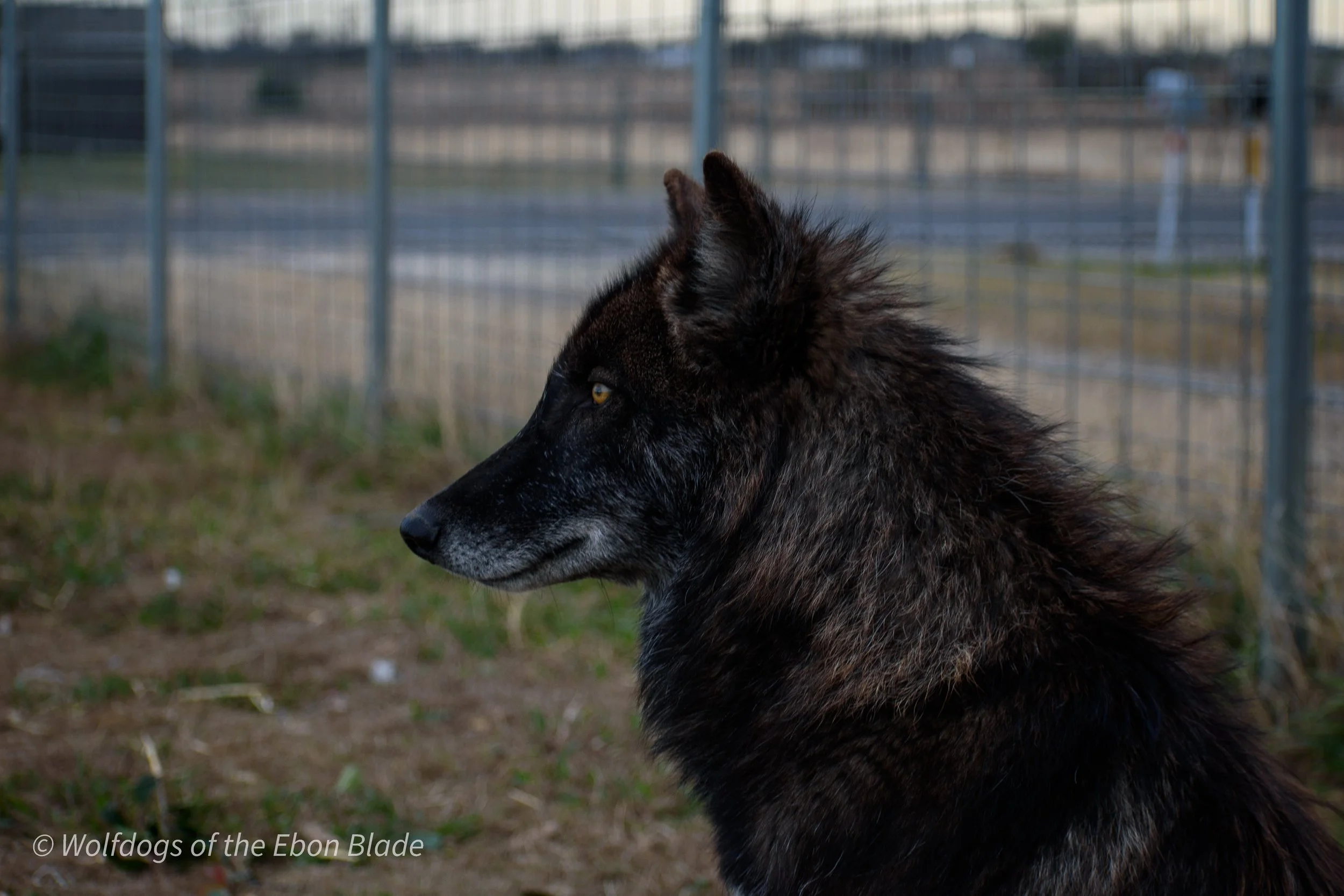 DSC_0100.jpg