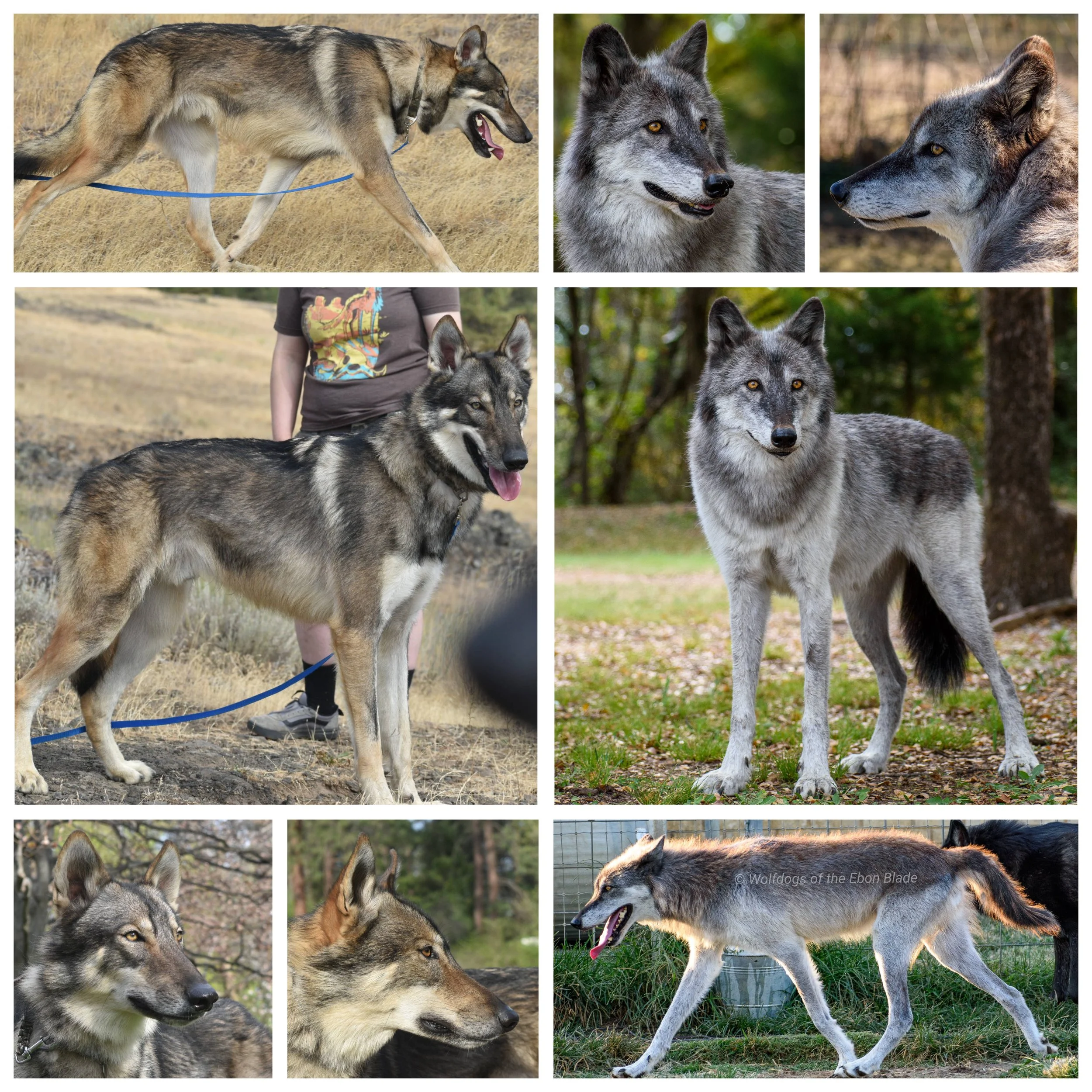 Bento x Cassie - April 2027 Mid Content Wolfdog Litter