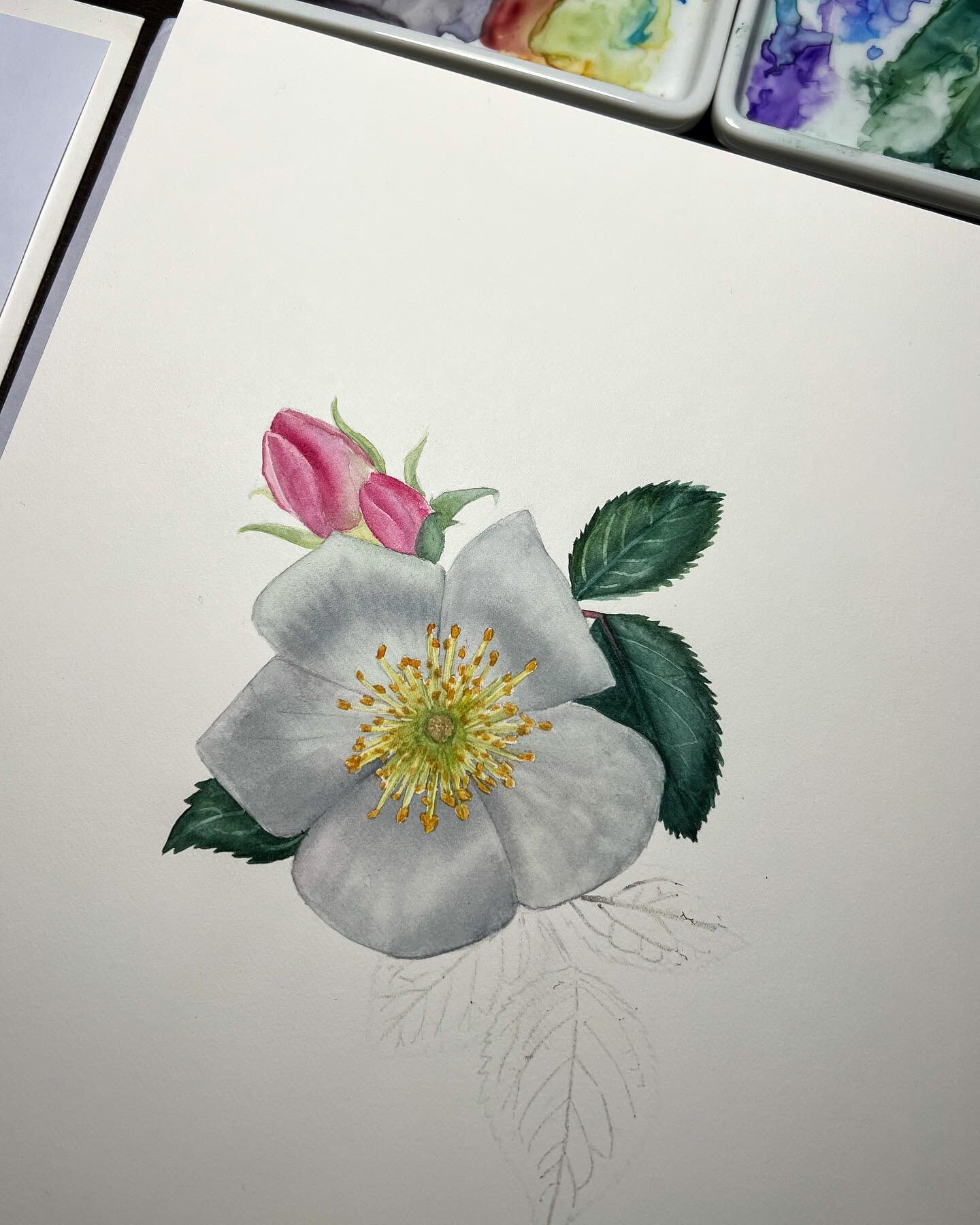3 hours later.. A work in progress.. | Thank you @inikeke and @botanicalart_singapore for the white flower workshop! Although my white flower has become grey, I gotta give myself a break cause this is the fastest piece I&rsquo;ve ever painted! But it