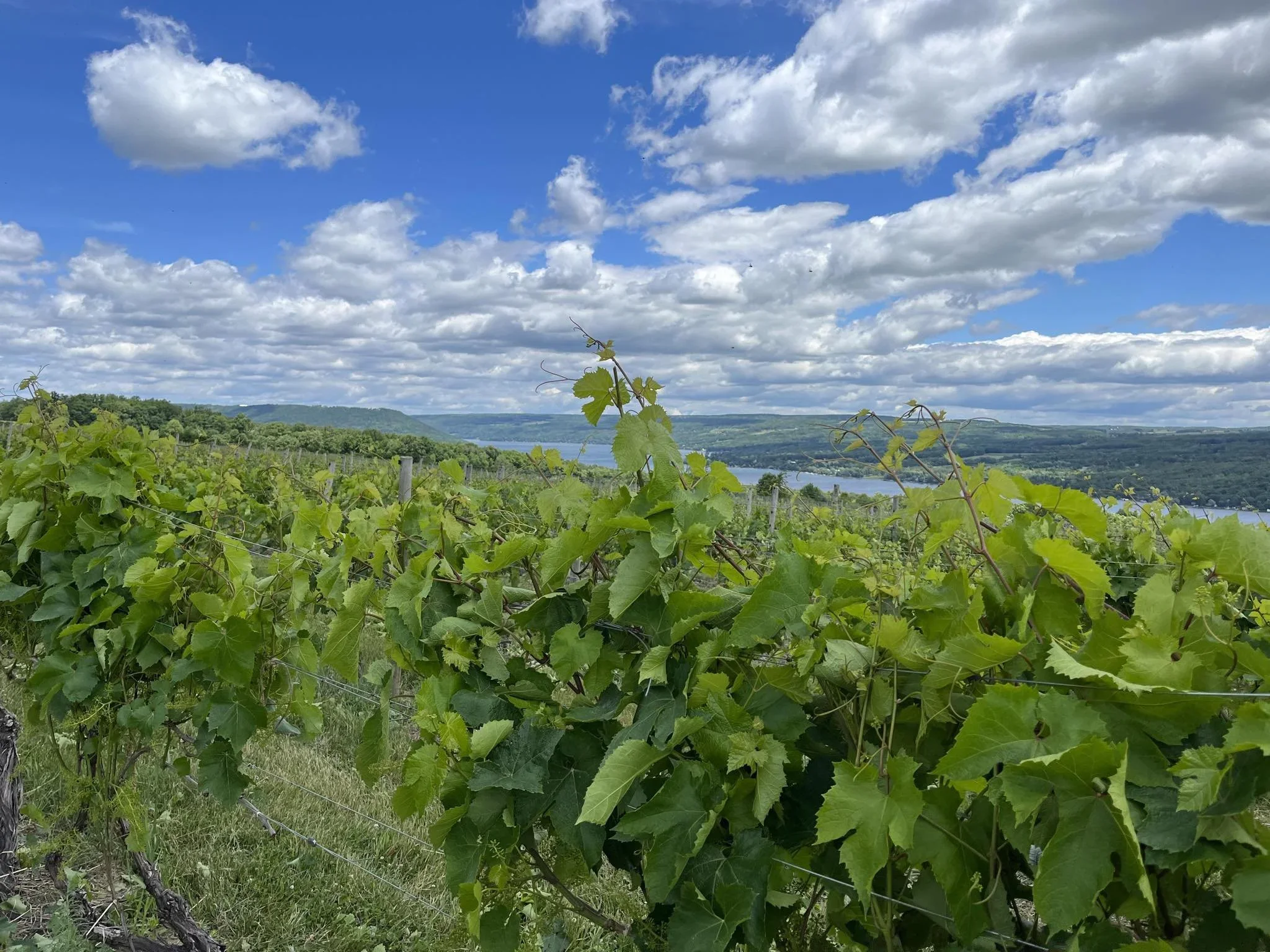 Dr. Konstantin Frank Wine Cellars