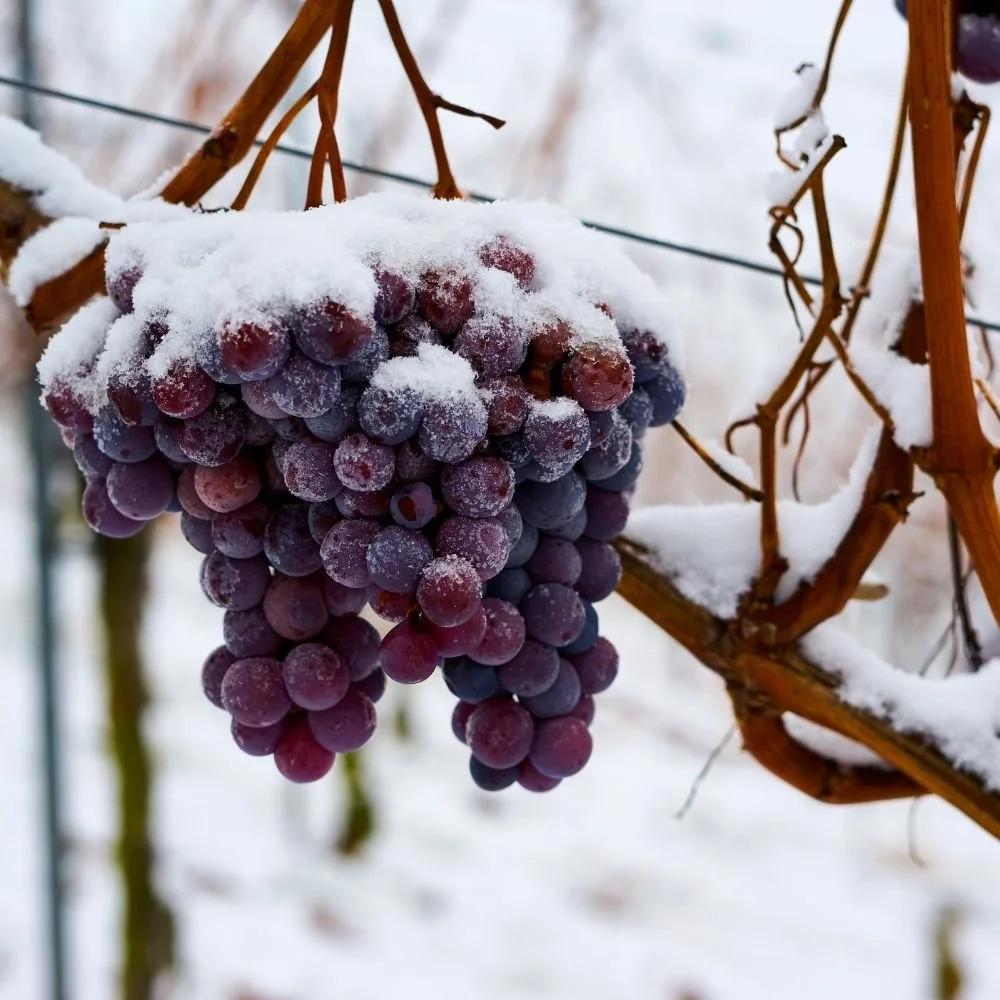 Finger Lakes Ice Wine