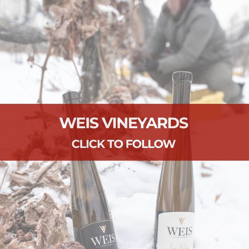 Weis Vineyards Ice Wine Harvest - Keuka Lake