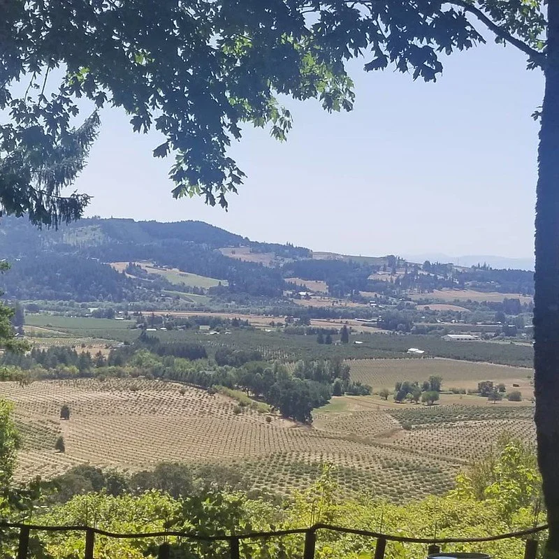 Tresori Vineyard — Chehalem Mountains AVA