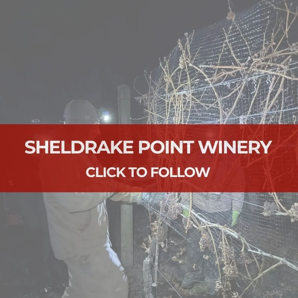 Sheldrake Point Winery Ice Wine Harvest - Cayuga Lake