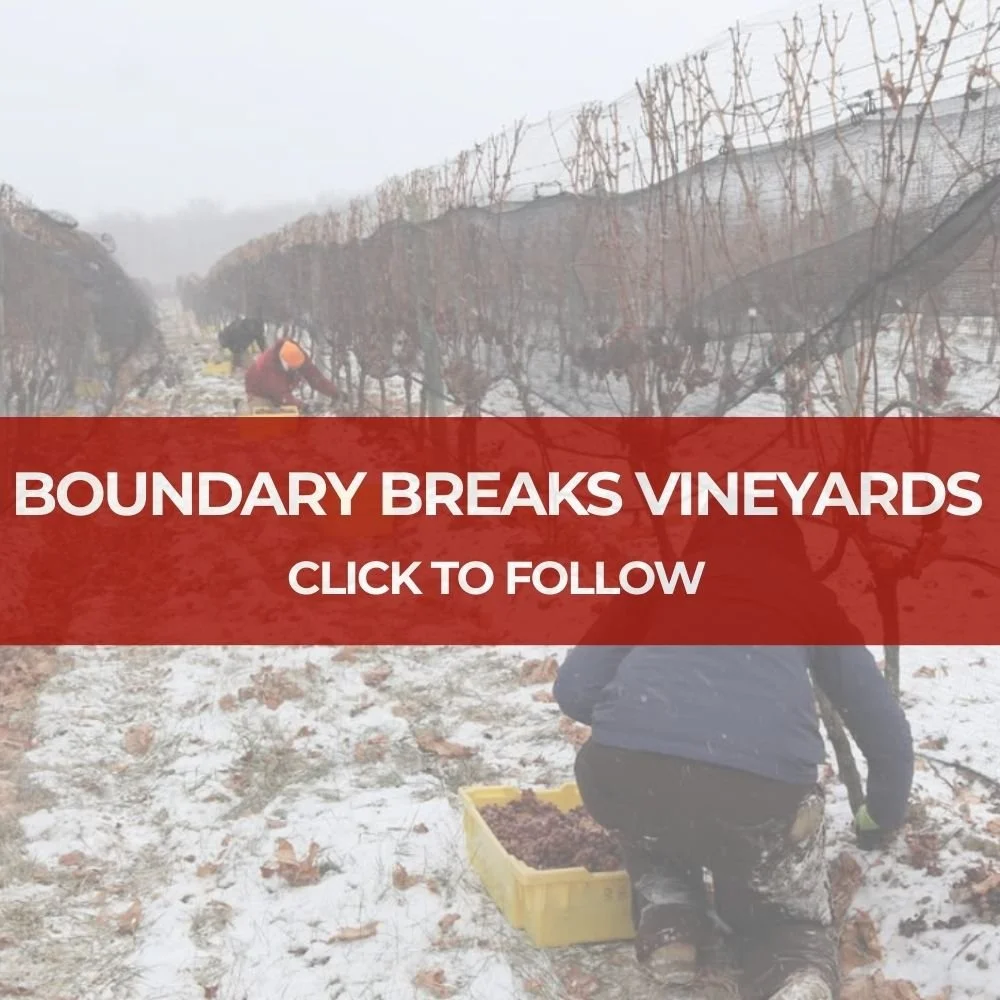 Boundary Breaks Vineyards Ice Wine Harvest - Seneca Lake