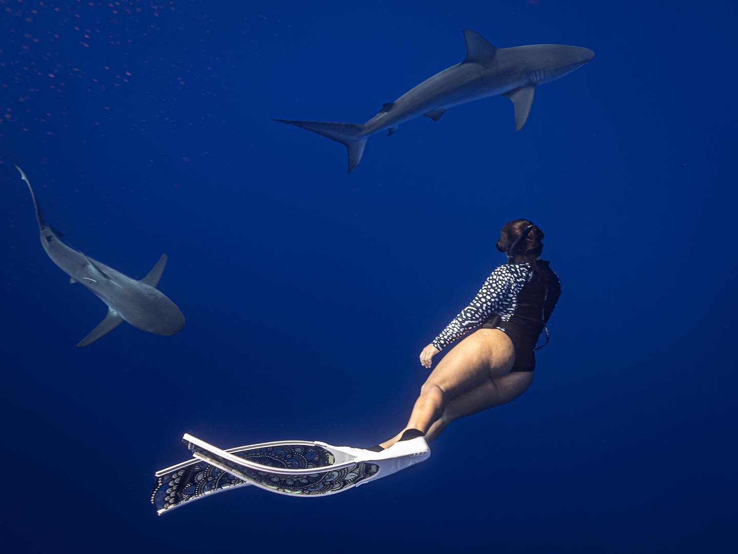 Be in a long term relationship with the ocean because it will never wake up &amp; tell you I don&rsquo;t love you anymore. 

One of my fav shots with the amazing @rogue.mango swimming with the majestic Galapagos Sharks of the North Shore. 

Always su