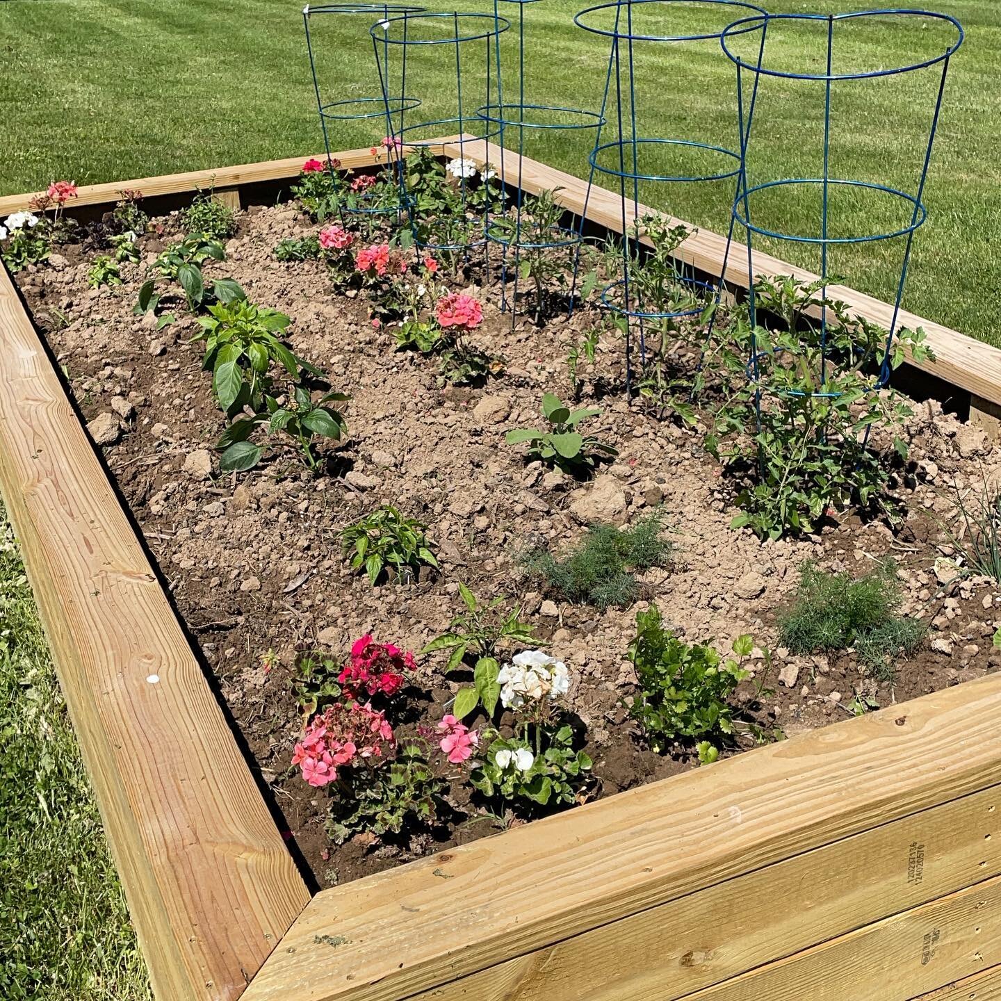 Our little raised bed garden is loving this rain &amp; sunshine.