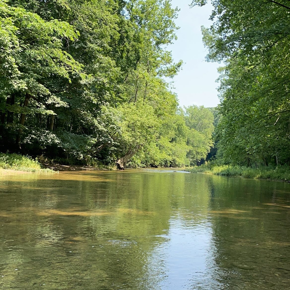 The creek is back to clear after the last rains we had. It is so peaceful here. Love listening to the sounds of the water &amp; birds.